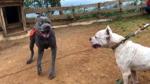 Кане Корсо против Аргентинского дога