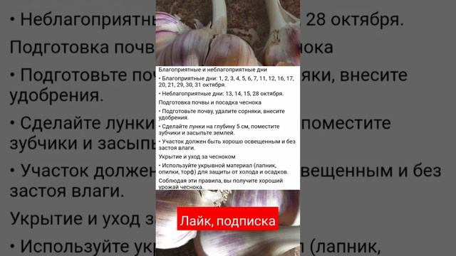 Чеснок всегда будет крупный! Лунный календарь для высадки, благоприятные дни и правила посадки смотреть онлайн