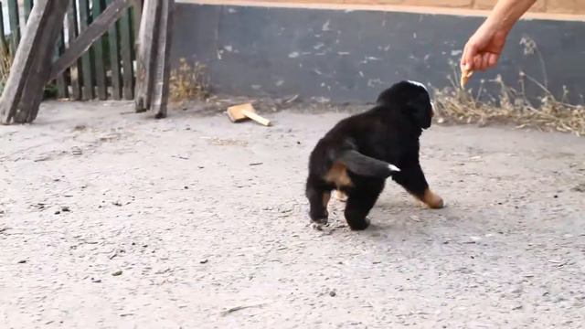 Девочка синяя ленточка - 5,5 недель смотреть онлайн