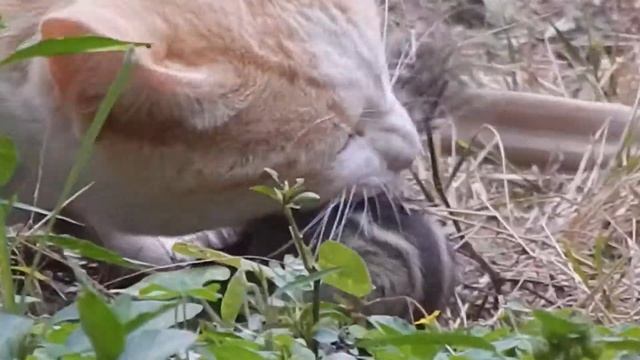 Recorded from Nikon L 820 by Vivek Bhat