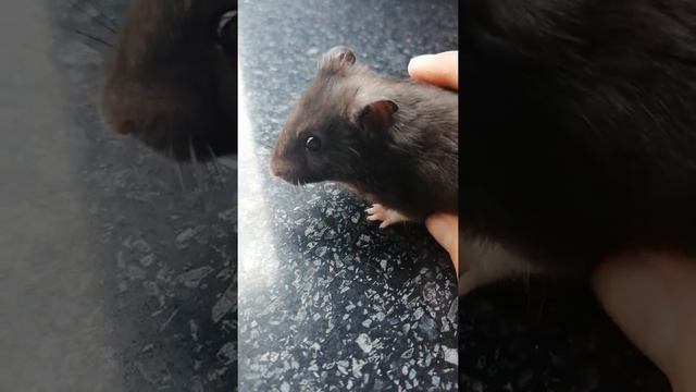 Новый питомец? Кто он? Откуда? смотреть онлайн