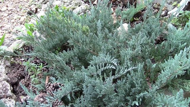 Можжевельник горизонтальный. Как размножить?! смотреть онлайн