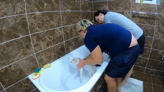 ИСКУПАЛА СВОИХ КОТЯТ В ВАННЕ смотреть онлайн