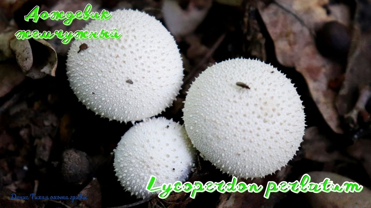 Дождевик съедобный или Дождевик жемчужный | Lycoperdon perlatum смотреть онлайн