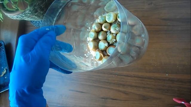 Зеленый лук на подоконнике к Новому году смотреть онлайн