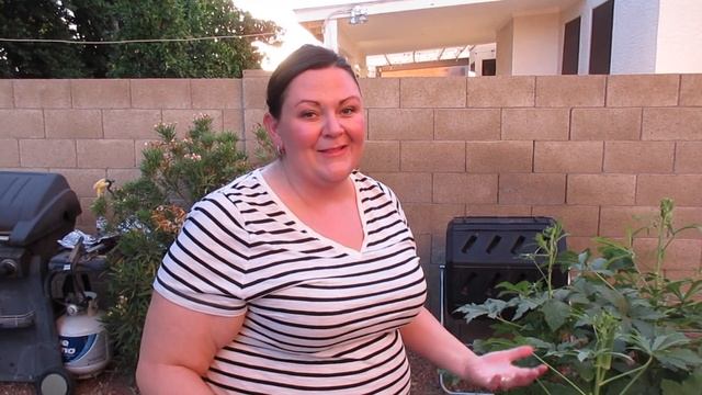 Zone 9 Arizona Backyard Garden: Growing OKRA, Harvest to Kitchen смотреть онлайн