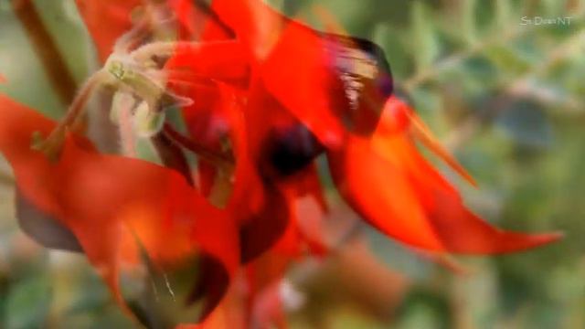 Swainsona Formosa смотреть онлайн