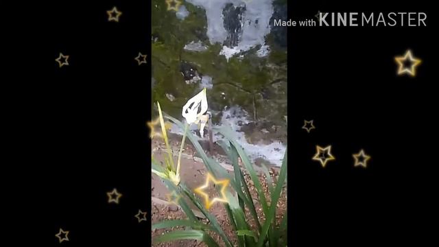 Spider Lily ##🌼🌼#engane kanditundo😍 смотреть онлайн