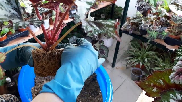 Бегонии, продолжаем перевалку смотреть онлайн