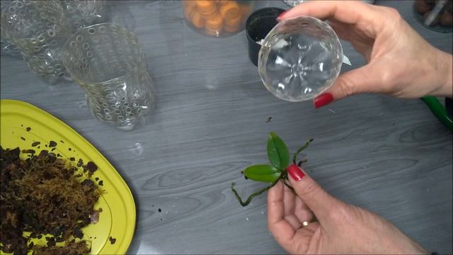 Replante de Micro Orquídea Phalaenopsis muito delicada! | JD Orquídeas смотреть онлайн