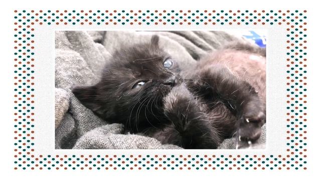 Детеныши домашних животных. Запоминаем легко:) смотреть онлайн