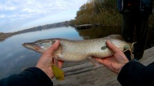 Ловля щуки на вертушку Mepps