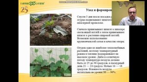 Агротехника выращивания огурцов. Советы агронома