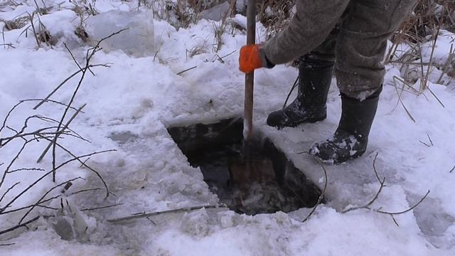 УСТАНОВКА КАПКАНОВ КП 320 НА БОБРА С ПРИМАНКОЙ смотреть онлайн