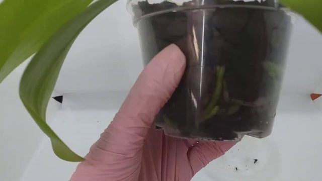 Phalaenopsis Stone Dance