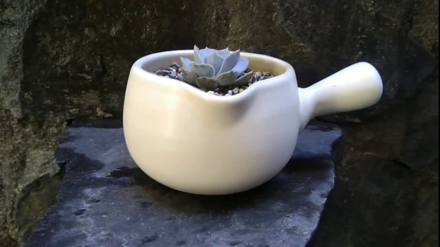Echeveria Lilacina(baby) смотреть онлайн