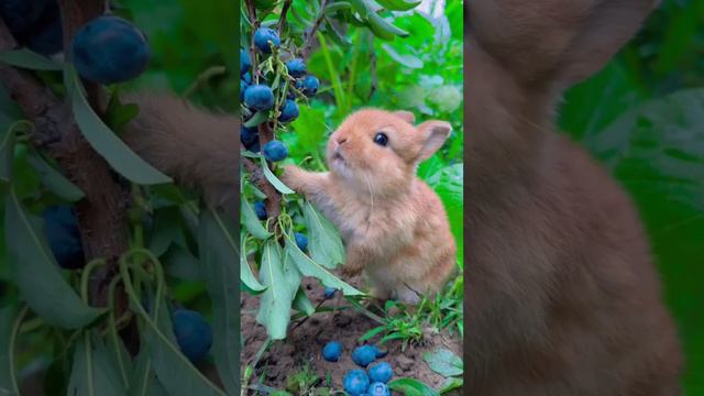 Зайка кушает ягоды