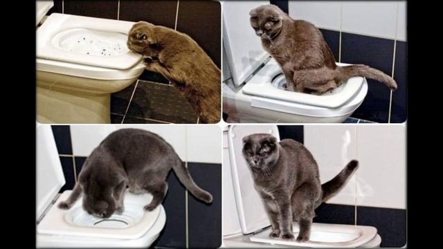 лоток для кошки с бортиками и сеткой смотреть онлайн