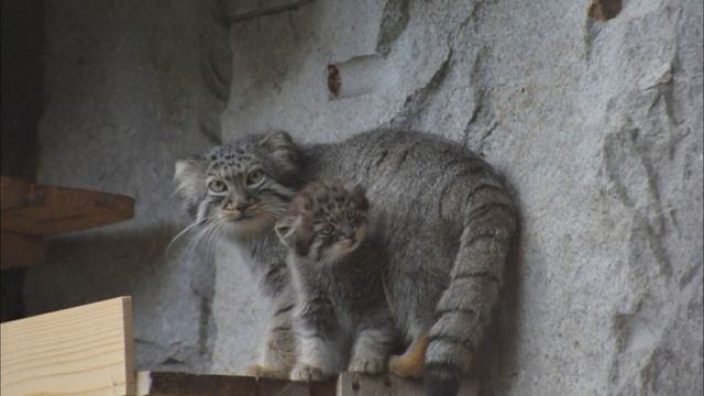 Интересные факты о Мануле. Можно ли держать дома?Грозный хищник Манул.