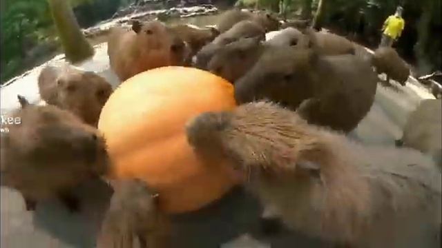 какибара ест тыкву смотреть онлайн