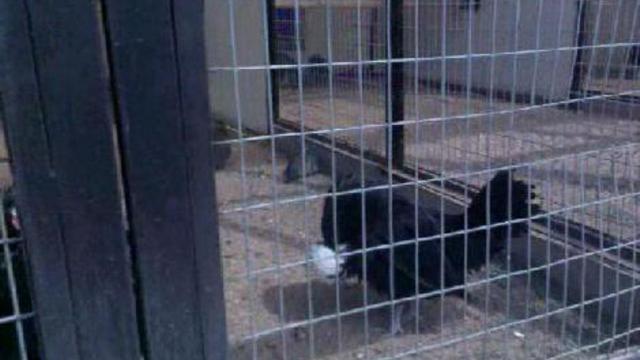 Голландская хохлатая смотреть онлайн