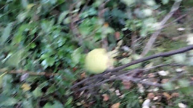 Хеномелес высокий. смотреть онлайн