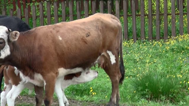 Очаровашки - Телята сосут молоко смотреть онлайн