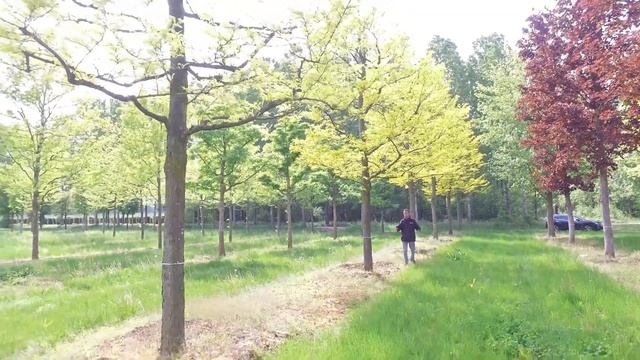 Gleditsia triacanthos 'Sunburst' смотреть онлайн