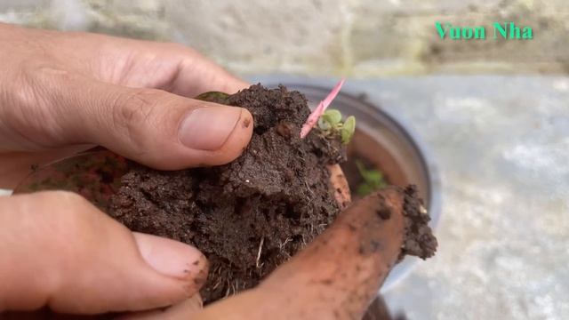How to propagate Aglaonema Rotundum Red by leaves смотреть онлайн