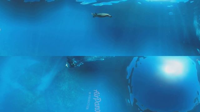 360°, Diving with turtle, stingray and jellyfish. 4K underwater video смотреть онлайн