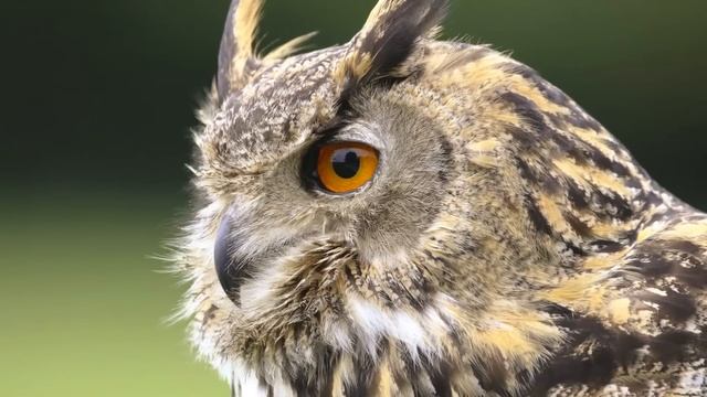 Мне не нужен ребёнок, сделай аборт! - крикнул муж и выгнал жену из дома. Но он себе и представить.. смотреть онлайн