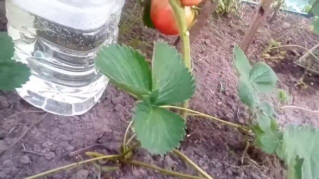 Самый дешёвый капельный полив. смотреть онлайн
