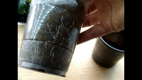 Цикламен (Cyclamen) Конечный результат реанимации