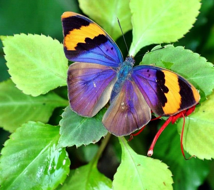 Д.Филд.Ноктюрн №10.