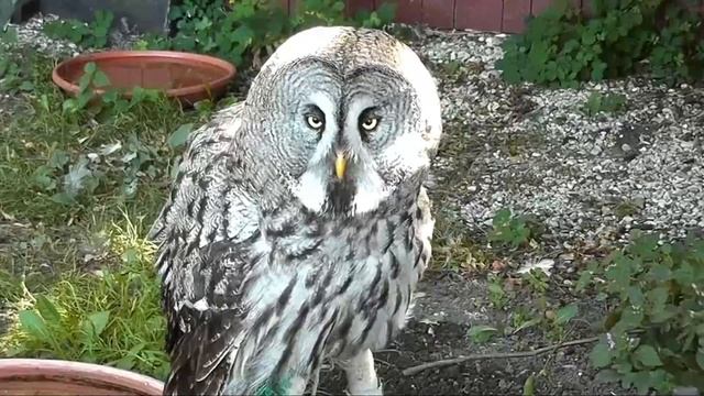 Бородатая неясыть - Strix nebulosa.mp4 смотреть онлайн