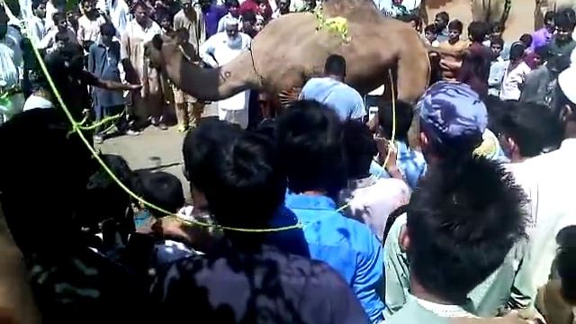 Camel qurbani al jannat karachi смотреть онлайн