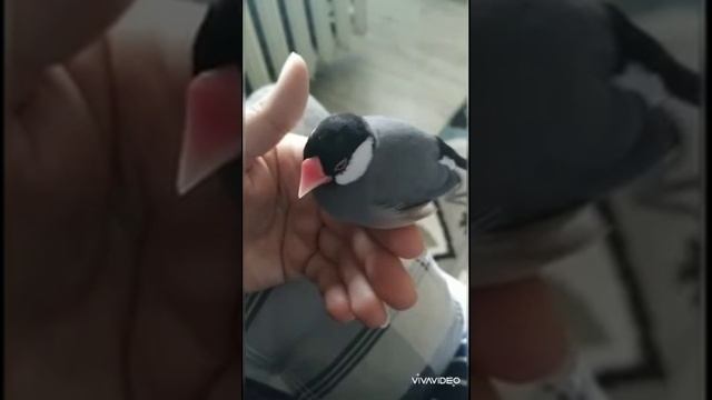 Рисовые Амадины! смотреть онлайн
