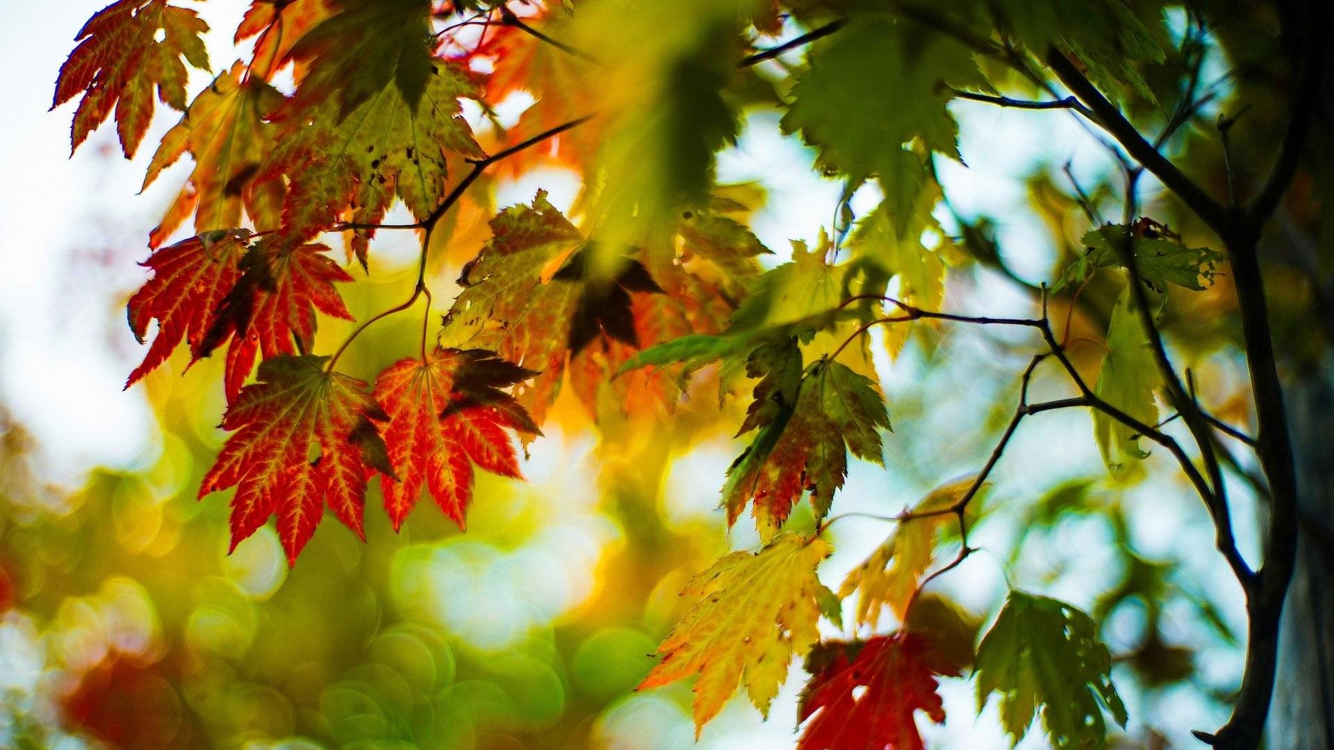 Осень,она не спросит...