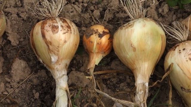 УБИРАЮ ЛУК ЭКСИБИШЕН 2017 (17.08.2017) смотреть онлайн