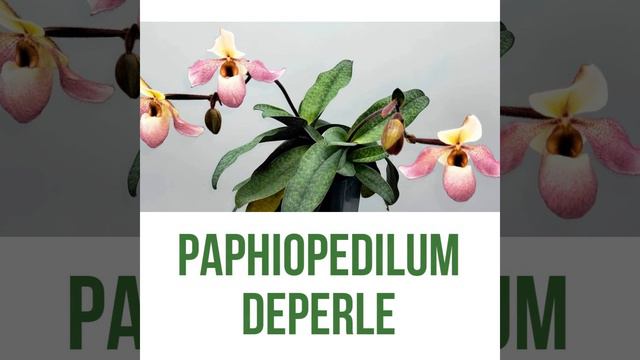Paphiopedilum Deperle