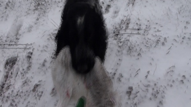 Охота на зайца