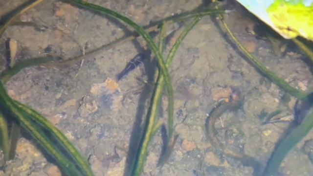 My Mini Lotus Pond | Fishes -Mollys & Guppies 🐟🐠 #aquascape #minipond смотреть онлайн