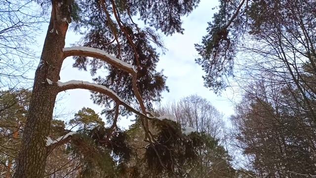 СЕРЕБРЯНЫЙ БОР ЗИМА 2022 (2 ч) - крутые дачи, зимний отдых, купание в проруби, лыжня, озера, сосны! смотреть онлайн