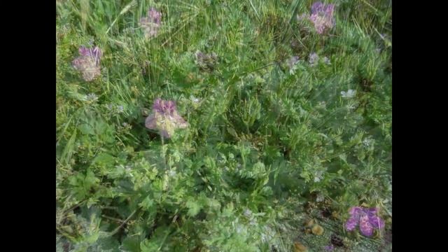 АИСТНИК (ERODIUM) сем. Гераниевые смотреть онлайн