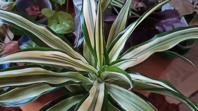 Новая драцена 🥰🌱 смотреть онлайн