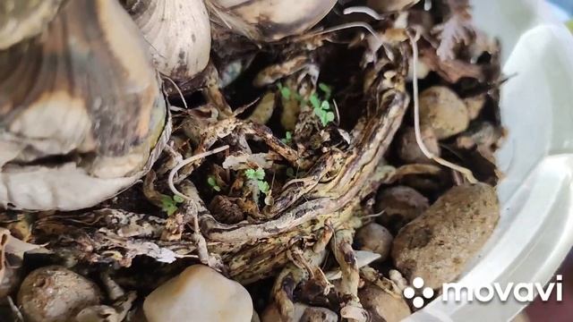 КАК ДОБИТЬСЯ ЦВЕТЕНИЯ ЦИМБИДИУМА. смотреть онлайн