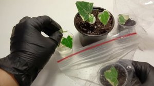 Размножение за 10 дней. Крупноязычковый крестовник.