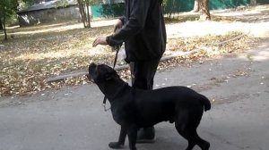 Кане корсо. Приёмы обучения движению по команде "Рядом!".