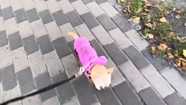 Не знаете, чем себя занять? Заведите собаку! Свободного времени больше не будет никогда. Чихуа Мия. смотреть онлайн