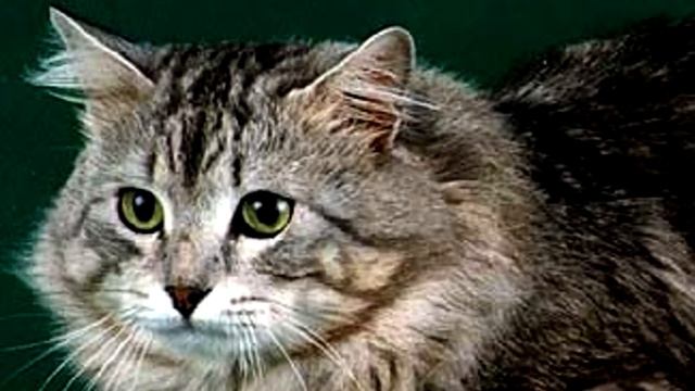 Аналостанка королевская.Удивительная порода кошек смотреть онлайн
